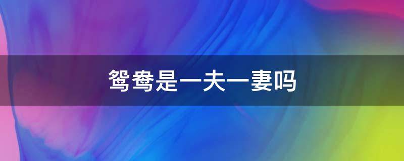 鸳鸯是一夫一妻吗（鸳鸯是一夫一妻吗还是两妻）