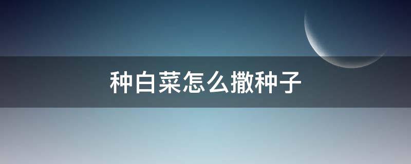 种白菜怎么撒种子（种白菜怎么撒种子种完还）
