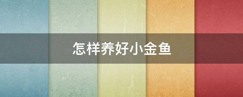 怎样养好小金鱼（怎样养好小金鱼花）