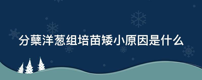 分蘖洋葱组培苗矮小原因是什么（分蘖洋葱组培苗矮小原因是什么意思）