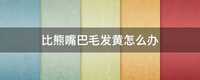 比熊嘴巴毛发黄怎么办 比熊嘴巴毛发黄怎么办图片