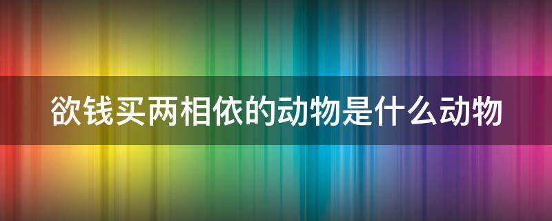 欲钱买两相依的动物是什么动物（欲钱买两相依的动物是什么动物生肖）