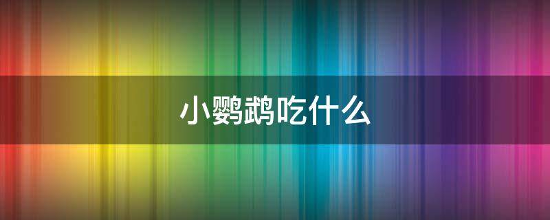 小鹦鹉吃什么（小鹦鹉吃什么食物）