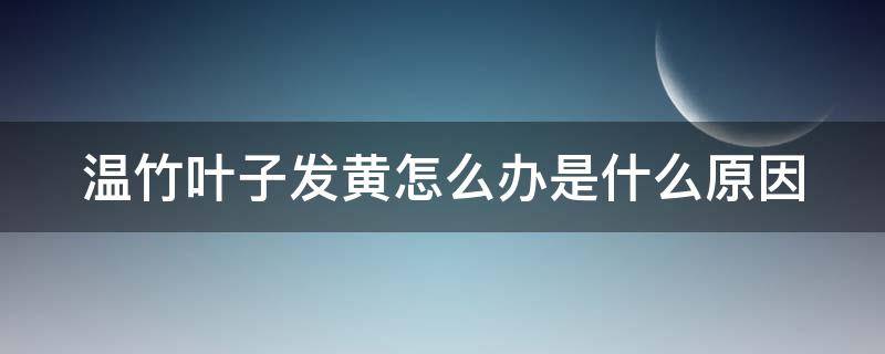 温竹叶子发黄怎么办是什么原因（温竹叶子发黄怎么办是什么原因引起的）