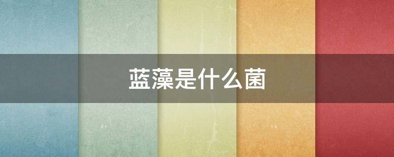 蓝藻是什么菌 蓝藻是什么细菌