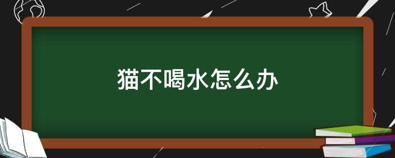 猫不喝水怎么办 猫不喝水怎么办呀