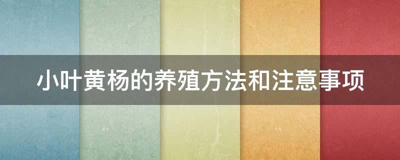 小叶黄杨的养殖方法和注意事项（小叶黄杨的养殖方法和注意事项有哪些）