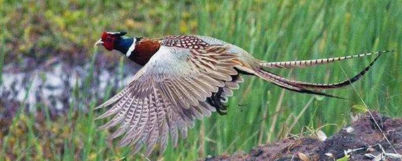 野鸡是国家几级保护动物 野鸡是国家几级保护动物,可以吃吗