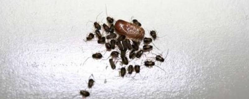 小蟑螂长什么样子（刚出生的小蟑螂长什么样子）