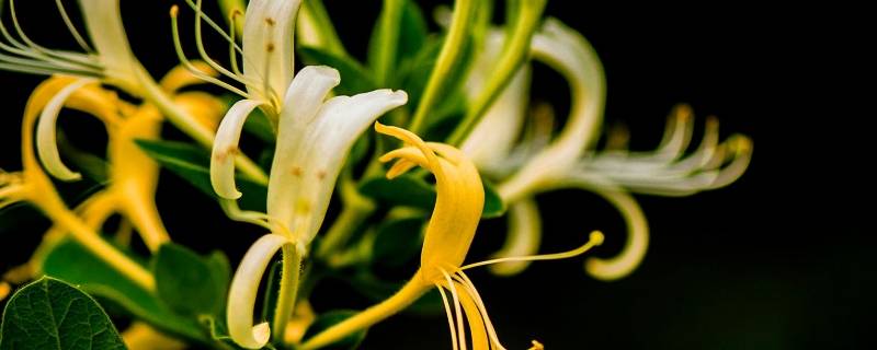 为什么叫金银花 为什么叫金银花?