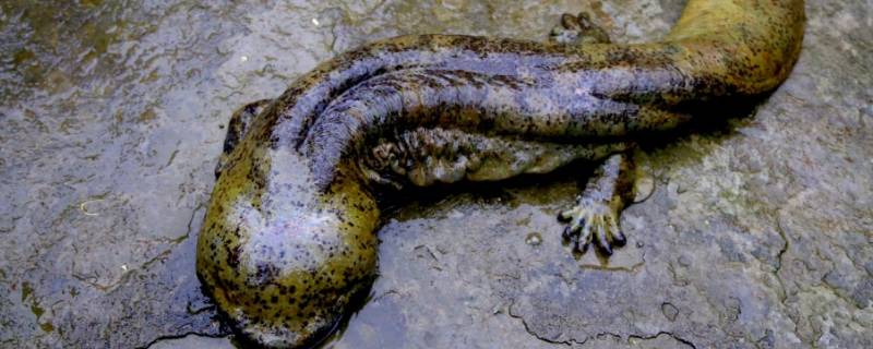 娃娃鱼是保护动物吗 娃娃鱼是保护动物吗可以吃吗