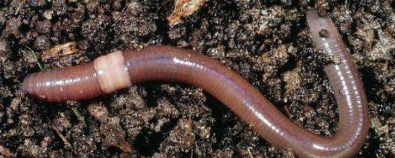 蚯蚓用体壁还是皮肤呼吸 蚯蚓是用皮肤呼吸的吗