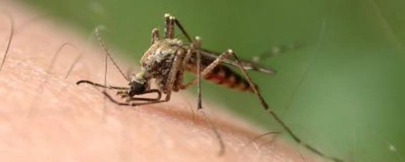 秋天有蚊子吗（农村家里蚊子特别多怎么办）
