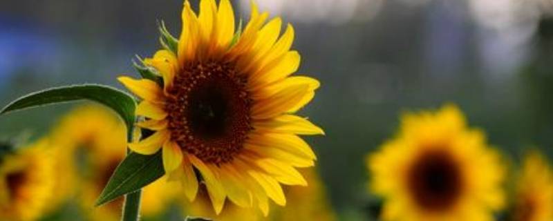 向日葵会一直跟着太阳转动吗（向日葵会一直跟着太阳转动吗为什么）