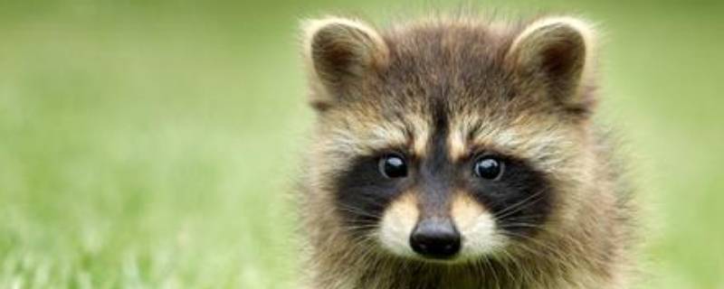 小浣熊为什么喜欢洗东西 小浣熊为什么喜欢洗东西?