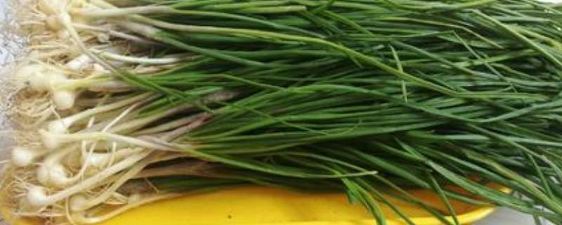 薤白的别名叫什么（薤白的别名叫什么名字）