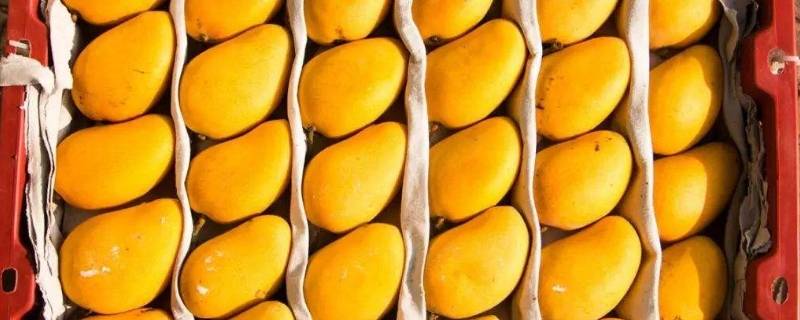 小台芒成熟的季节 小台芒成熟的季节是几月