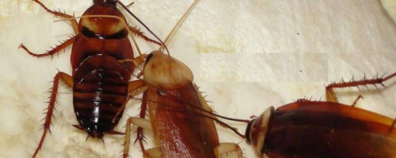 小黑点是蟑螂卵吗（一堆小黑点是蟑螂卵吗）