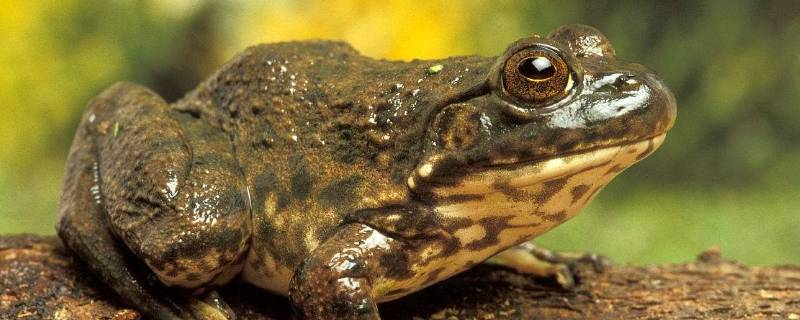 石蛙是国家保护动物吗（石蛙是国家保护动物吗了罚款吗）