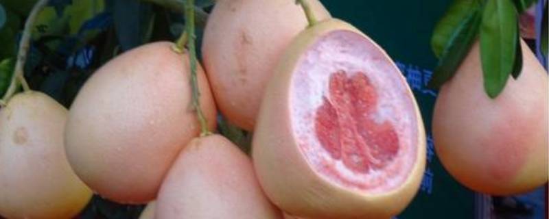 三红柚和红柚的区别是什么（三红柚和红柚哪个营养价值高?）