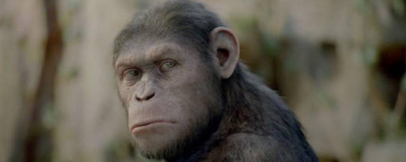 猿和猩猩一样吗（猿和猩猩有区别吗）