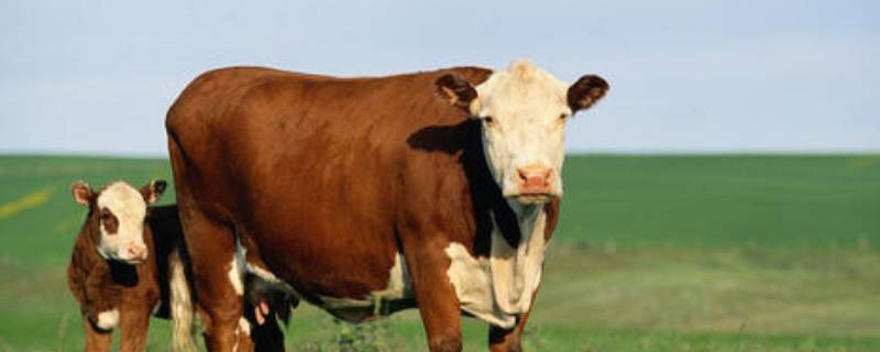 小米龙是牛什么位置（牛肉最好的部位依次排列）