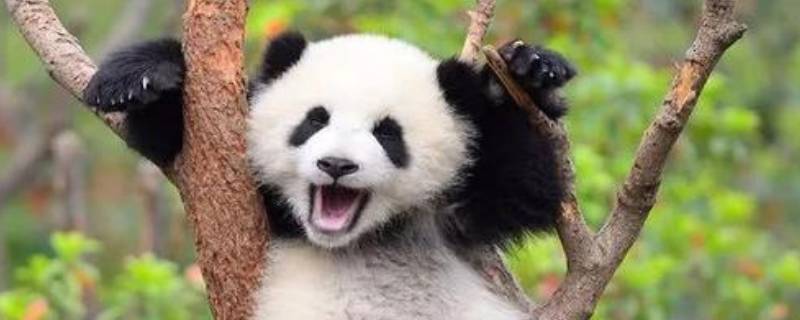 熊猫一胎生多少只小熊猫（熊猫一胎生多少只小熊猫?）