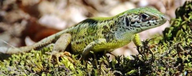 蜥蜴生活在什么地方 蜥蜴生存在什么地方