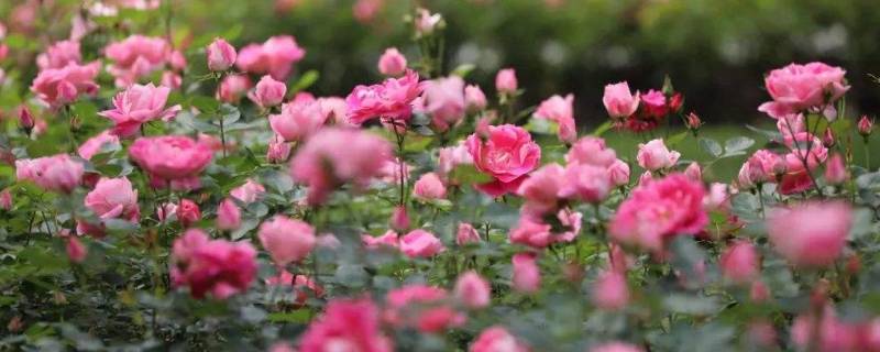 铜鉴湖花海在哪里