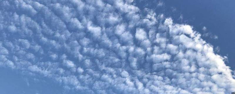 像鱼鳞一样的云叫什么云（像鱼鳞一样的云叫什么云朵）