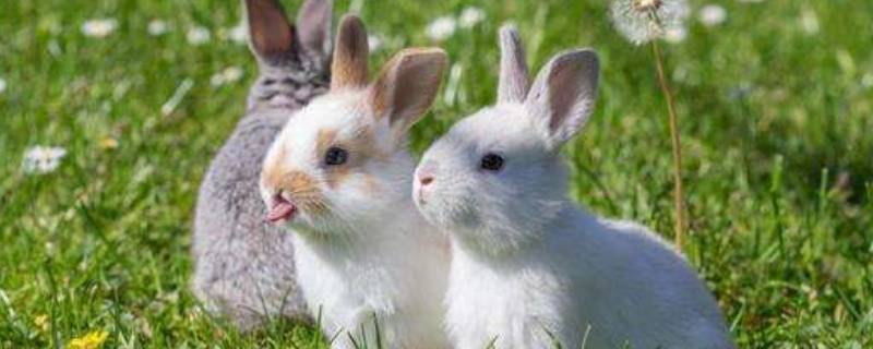 兔的住处叫什么名称（兔的住处叫什么名称怎么读）