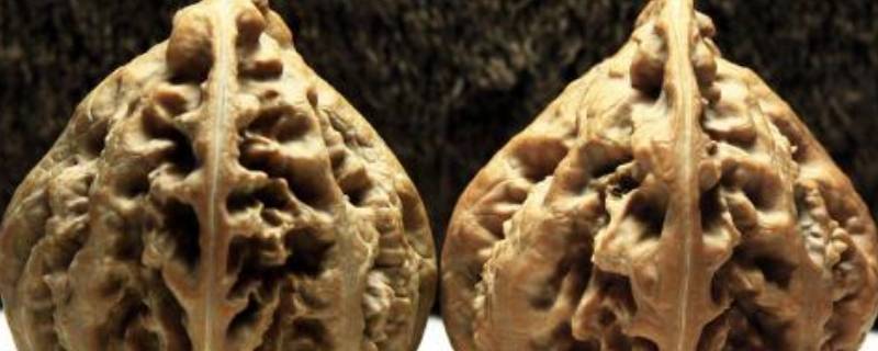 楸子树果实可以吃吗（楸子树果实图片）