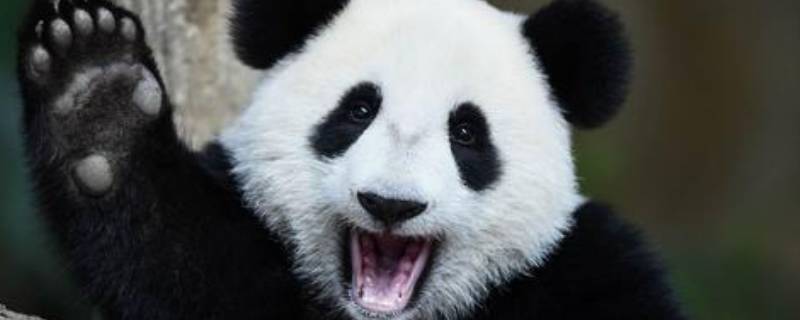 世界野生生物基金会会徽是哪种动物 世界野生生物基金会会徽是哪种动物新华社