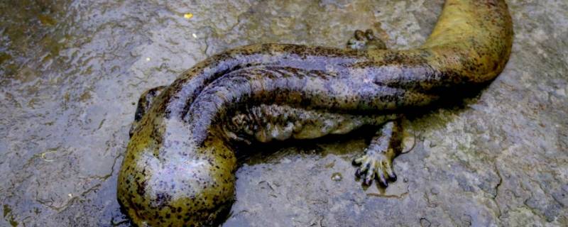 娃娃鱼属于什么类动物（鲸鱼属于什么类动物）