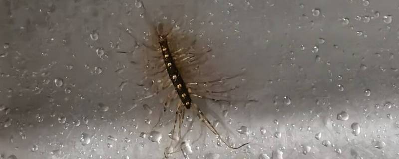 像蜈蚣一样的虫子叫什么 像蜈蚣一样的虫子叫什么图片