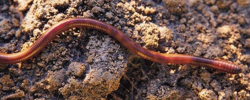蚯蚓没有眼睛是正确的吗 蚯蚓没有眼睛是正确的吗蚯蚓有眼睛吗