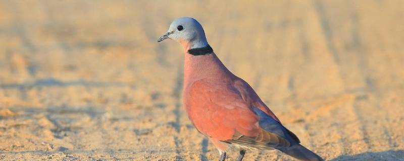小斑鸠多少天能自己吃食 小斑鸠几天能长大