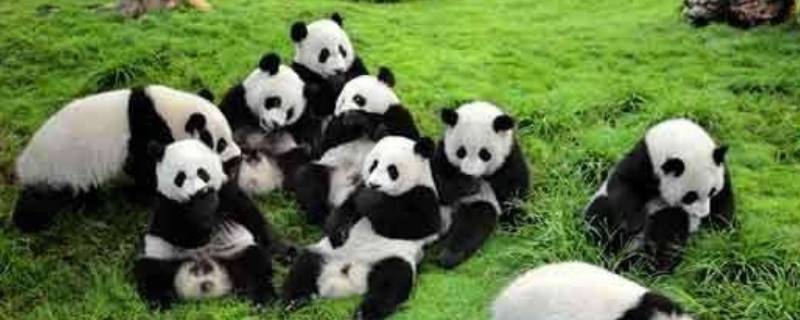 熊猫的别名（熊猫的别名叫什么学名叫什么）