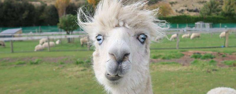 羊驼又叫什么名字（羊驼又叫什么名字好听）
