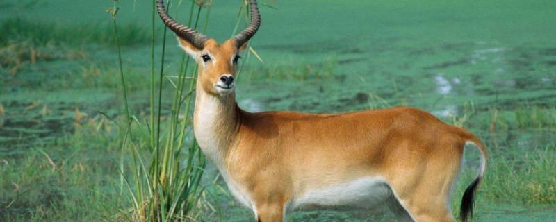 小鹿喜欢吃什么食物 小鹿喜欢吃什么树叶