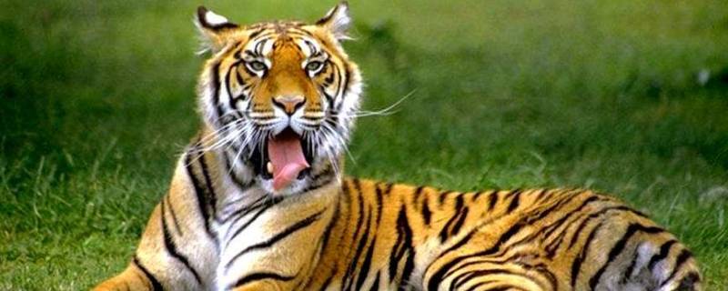 森林之王是老虎还是狮子 森林之王是老虎还是狮子豹子