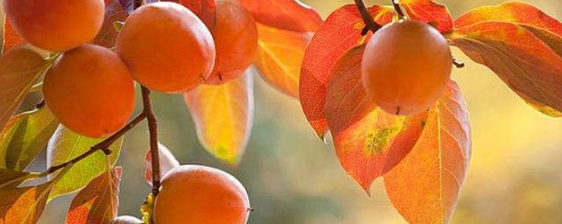 柿子什么时候采摘最合适（柿子什么时候摘?）