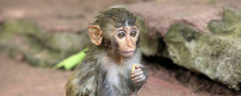 猴子是保护动物吗 在中国猴子是保护动物吗