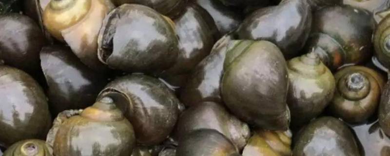 红色福寿螺卵有毒吗（红色的福寿螺）