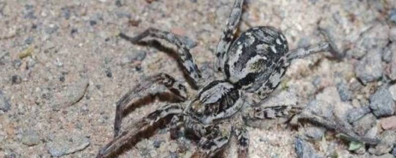 红螯蛛是昆虫吗 红螯蛛 毒性强吗