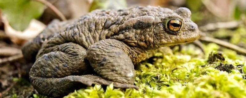 癞蛤蟆是益虫还是害虫