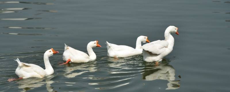 鹅吃鱼吗 家养的鹅吃鱼吗
