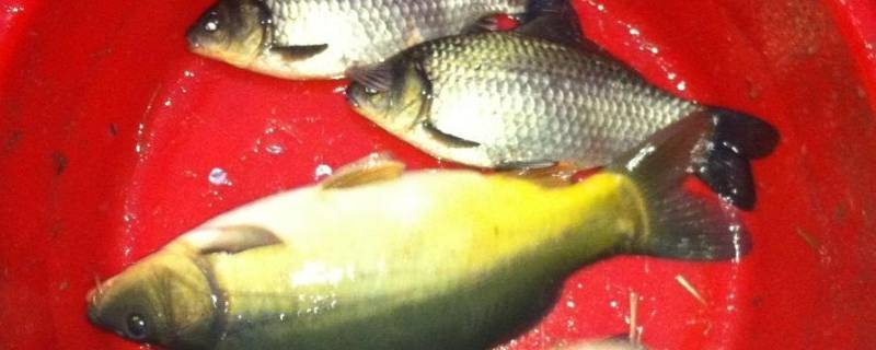 镜鲤能不能吃 镜鲤鱼能不能吃