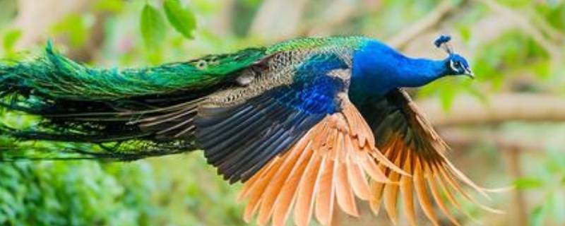 孔雀能飞吗 孔雀能飞吗?飞的漂亮吗?我要看图