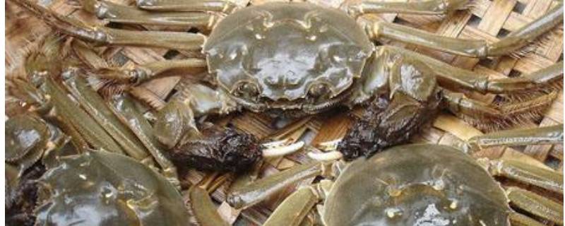 如何保鲜阳澄湖大闸蟹 阳澄湖大闸蟹怎样保鲜